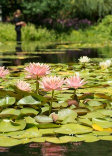 pink waterlillies